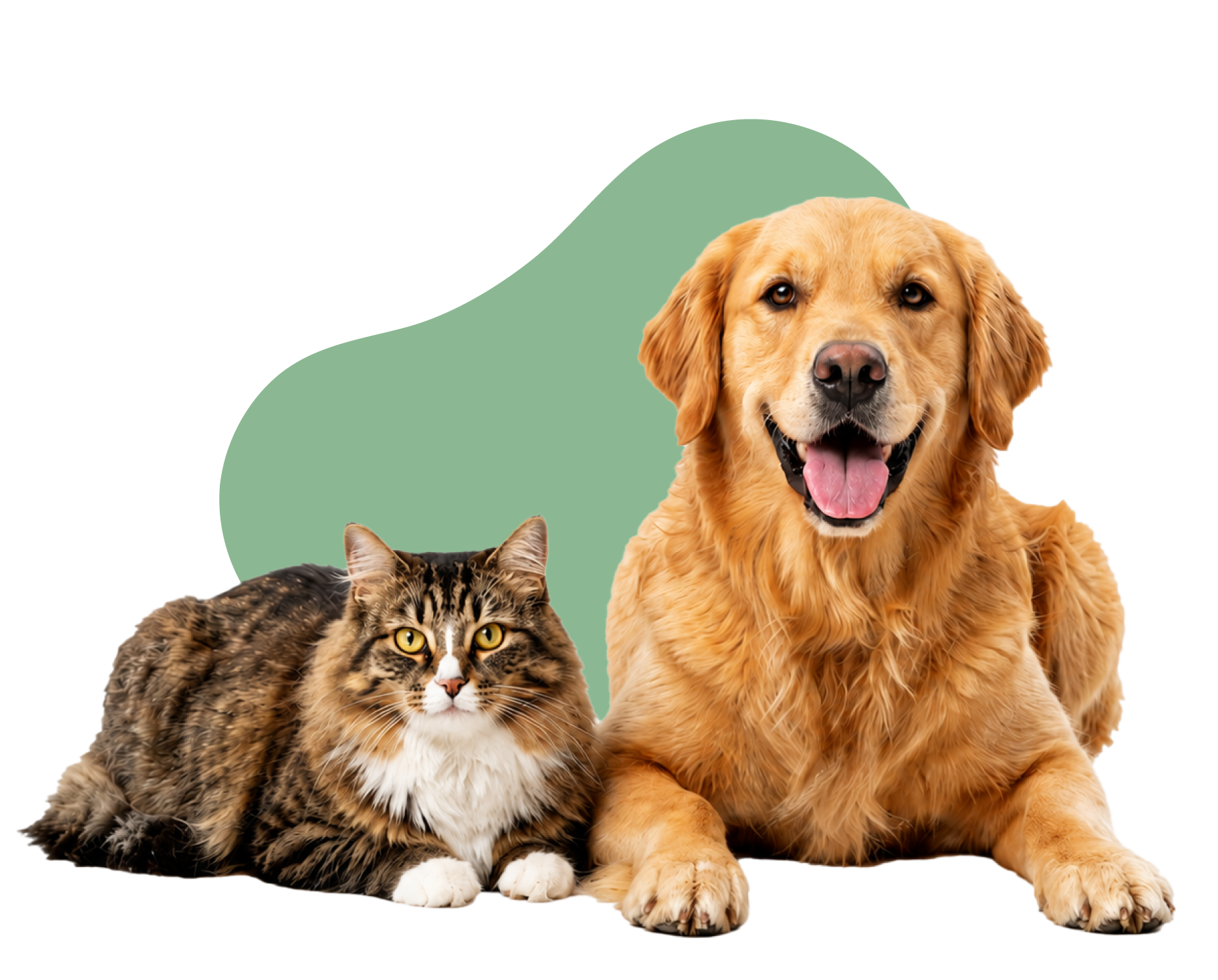 Gato y perro golden retriever juntos en un centro veterinario Bivett